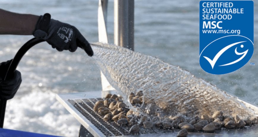 Pesca sostenibile: la prima certificazione ai pescatori di vongole di Venezia e Chioggia