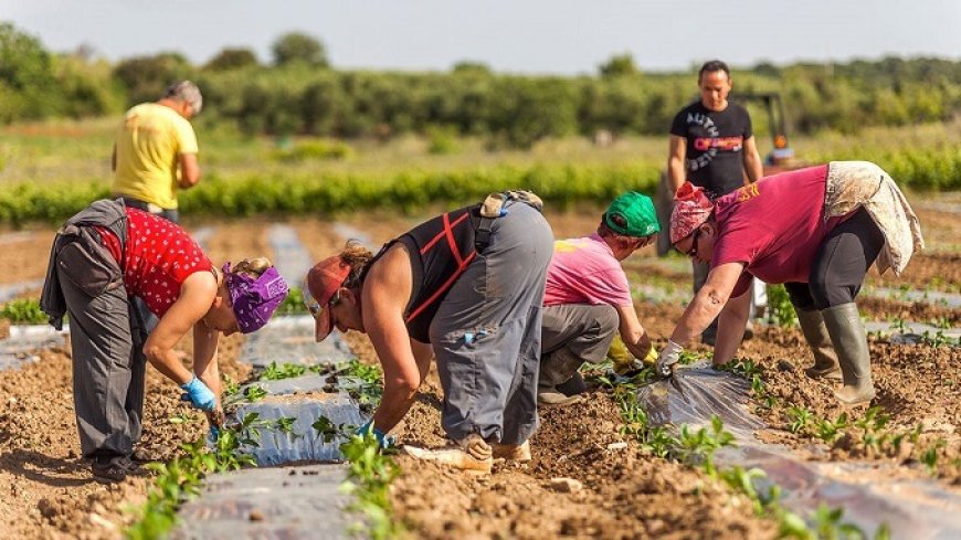 Agroalimentare e occupazione: il settore dà lavoro a 1,4 milioni di persone in Italia