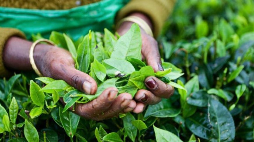 Nestlé studia il primo fertilizzante a base di scarti di tè