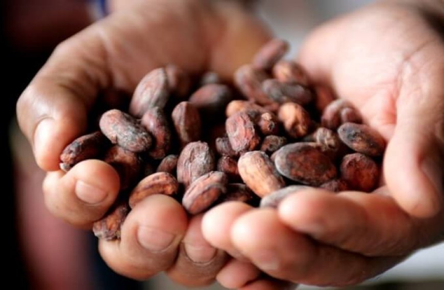 Cacao fonte di vitamina D: ma attenzione a non consumarne troppo