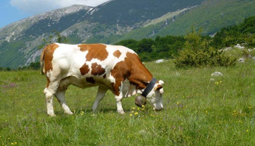 Nuovo caso di mucca pazza in un allevamento scozzese