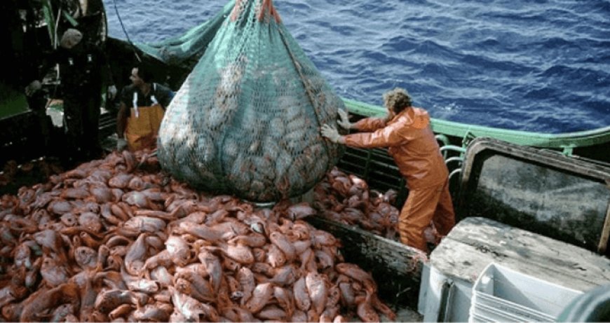 Alleanza Pesca chiede intervento sulla crisi del settore