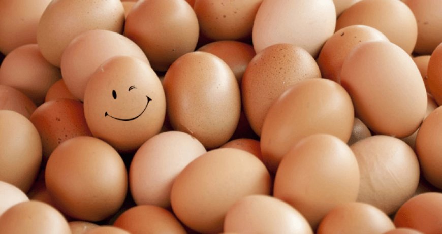 Conad: entro luglio 2019 niente più uova da galline allevate in gabbia