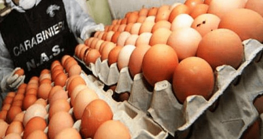 Otto milioni di uova scadute sequestrate nel ravennate