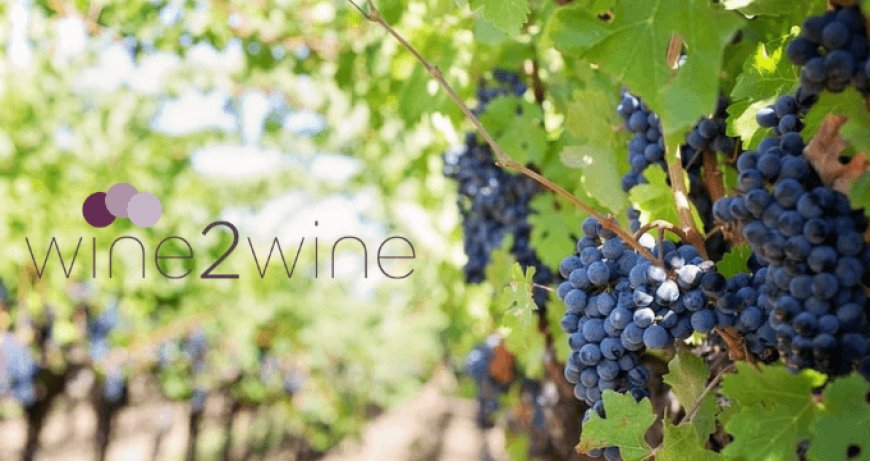 A Wine2Wine Unione Italiana Vini per la crescita dell'impresa vitivinicola