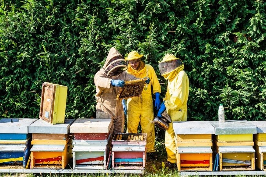 La Regione Marche vara un programma per agevolare produzione e vendita miele