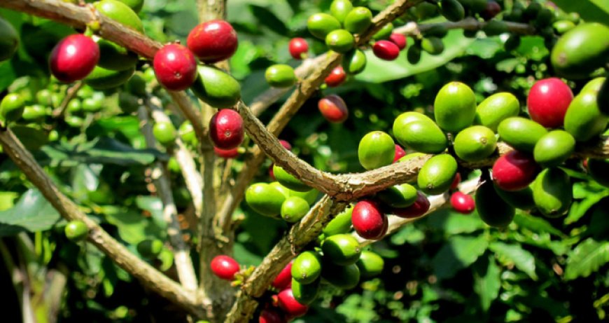 La pianta del caffè: presentazione e caratteristiche