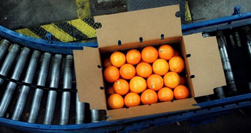 Parte da Catania il primo carico di arance Oranfrizer diretto in Cina