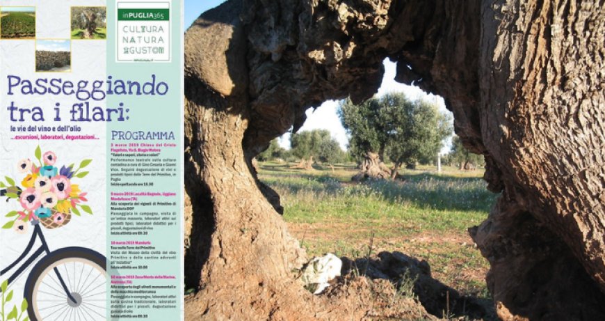 In Puglia due giorni dedicati alla scoperta delle vie del vino e dell'olio