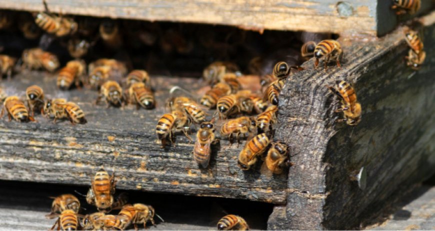 Le api conquistano le città: sempre più alveari urbani