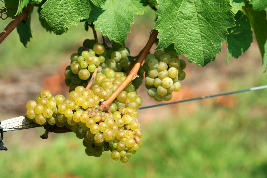 Decifrato il genoma dell'uva Chardonnay