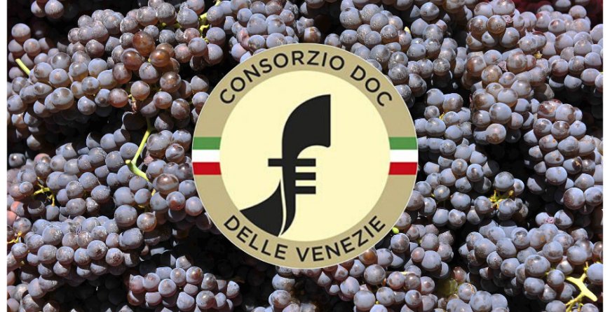 Consorzio delle Venezie: Pinot Grigio tra le DOC più performanti del 2019