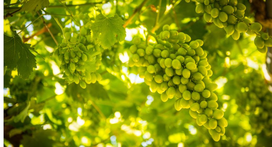 Il caldo preoccupa i viticoltori, ma c'è ancora speranza per la vendemmia 2020