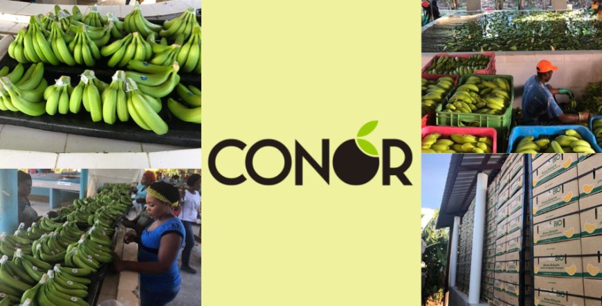 Conor lancia la banana Conor Bio e Fairtrade per la ristorazione scolastica