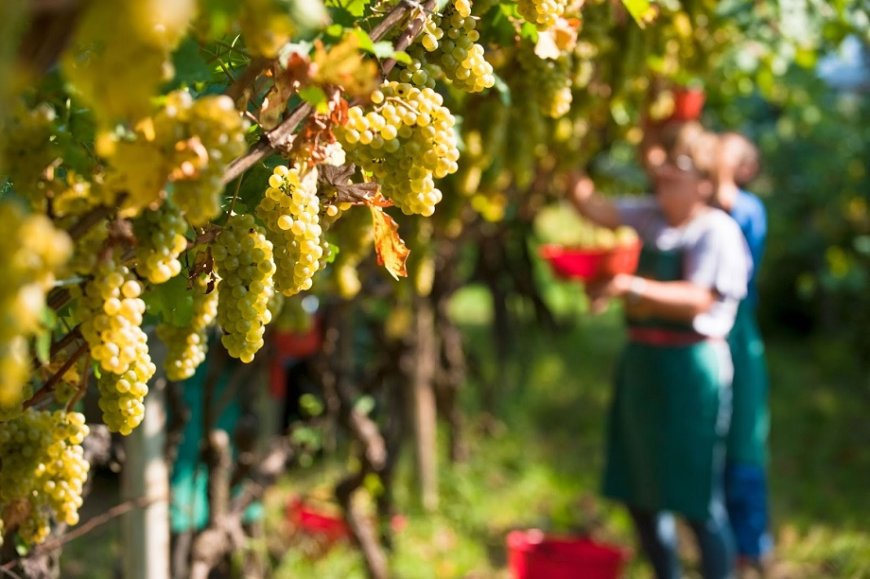 Il Pinot Grigio è tra i vitigni più coltivati in Italia