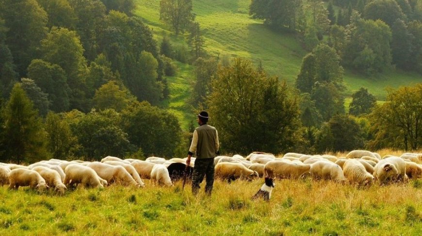 Coronavirus: l’agnello a Pasqua può salvare 60mila pastori