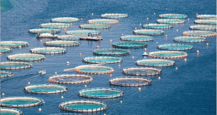 Italiani sempre più attenti al pesce da produzione sostenibile