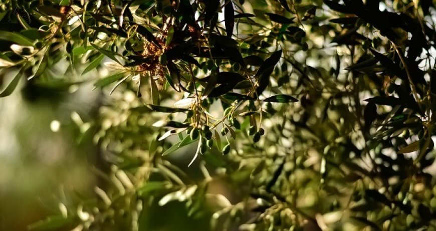 L'olivicoltura siciliana punta a diventare intensiva ma di qualità