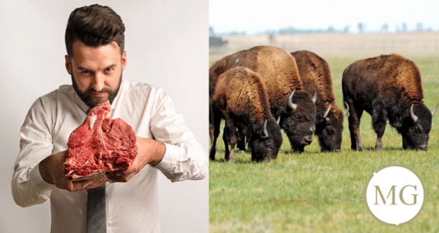 Sul Trasimeno nasce il primo allevamento di bisonti made in Italy