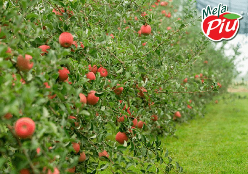 Consorzio Melapiù: partita la campagna 2017-18 delle mele fuji