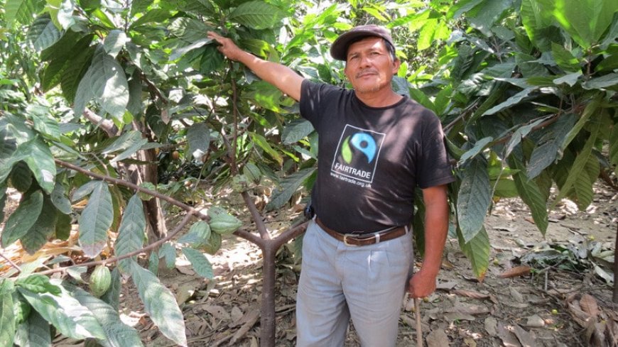 Fairtrade risponde al Servizio di Report “Cioccolato amaro”