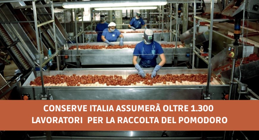 Conserve Italia assumerà oltre 1.300 lavoratori per la raccolta del pomodoro