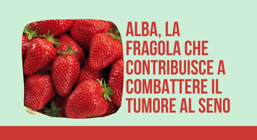 Alba, la fragola che contribuisce a combattere il tumore al seno