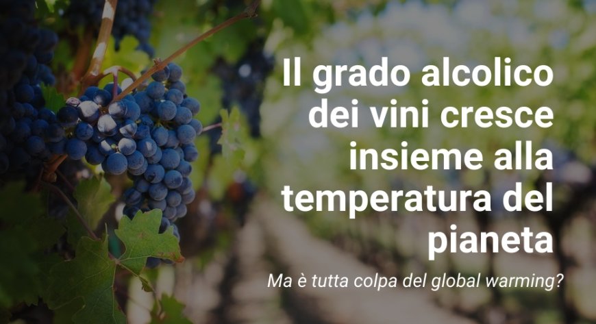 Il grado alcolico dei vini cresce insieme alla temperatura del pianeta. Ma è tutta colpa del global warming?