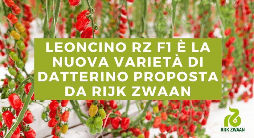 Leoncino RZ F1 è la nuova varietà di datterino proposta da Rijk Zwaan