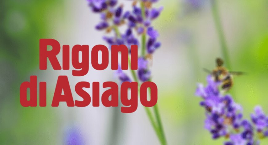 Giornata mondiale delle api: Rigoni di Asiago celebra il biologico e la natura