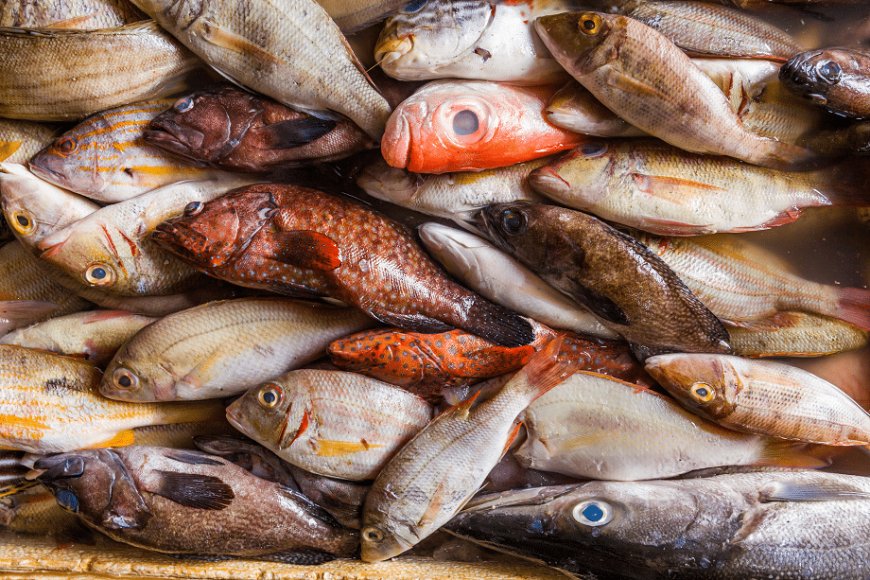 Le ricette di pesce gourmet e i segreti degli chef