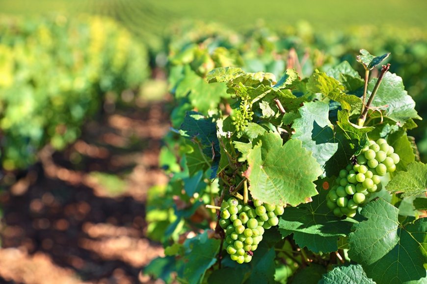 Vinitaly-Nomisma Wine Monitor: segnali positivi dall'export nonostante il Coronavirus