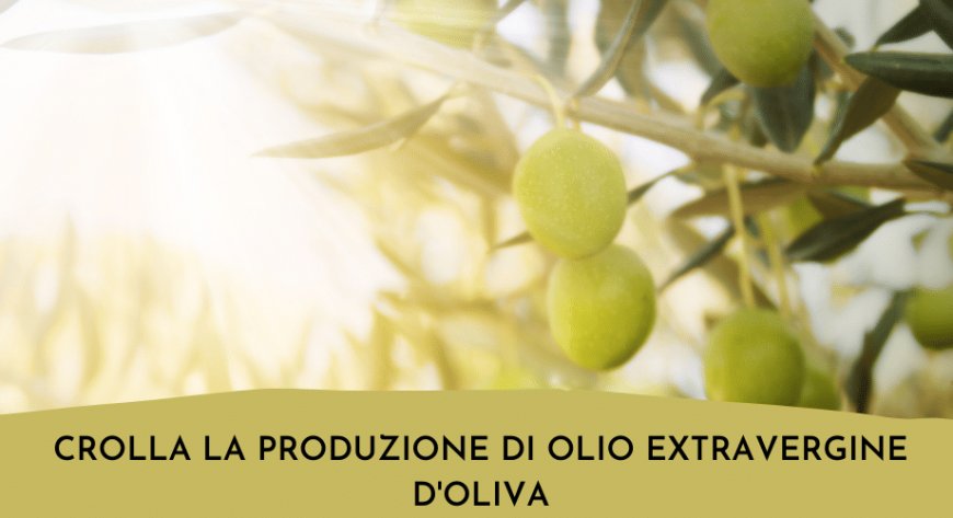 Crolla la produzione di olio extravergine d'oliva