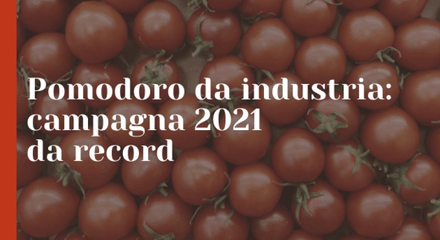 Pomodoro da industria: campagna 2021 da record