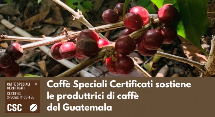 CSC - Caffè Speciali Certificati sostiene le produttrici di caffè del Guatemala