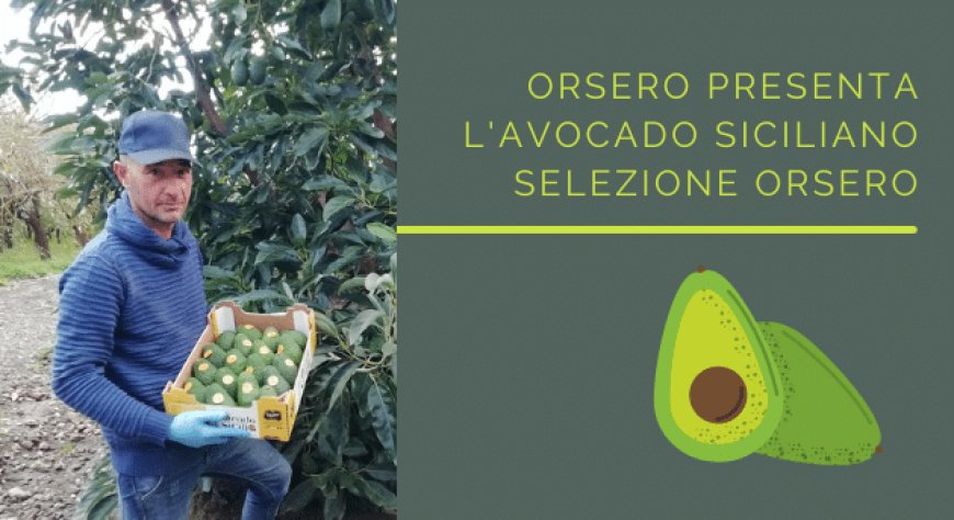 Orsero presenta l'avocado siciliano Selezione Orsero