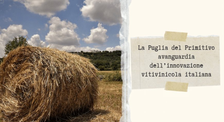 La Puglia del Primitivo avanguardia dell’innovazione vitivinicola italiana