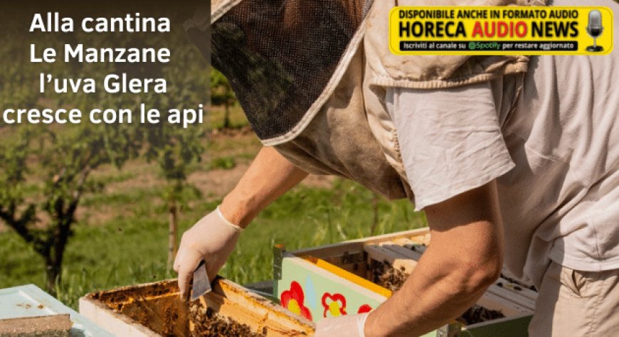 Alla cantina Le Manzane l’uva Glera cresce con le api
