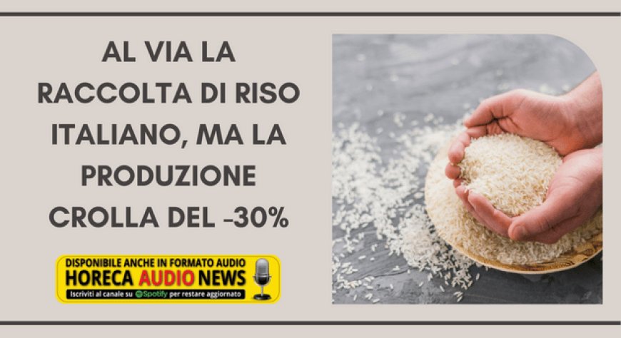 Al via la raccolta di riso italiano, ma la produzione crolla del -30%