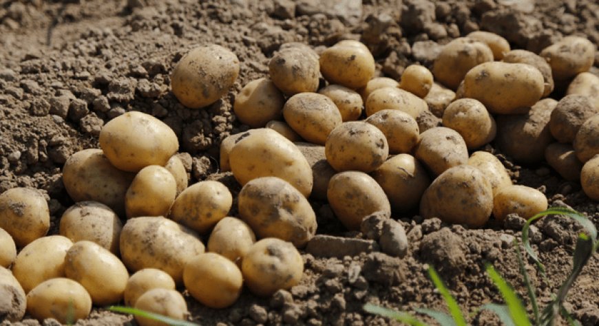 Patate: in Europa nel 2022 prevista la produzione più bassa di sempre