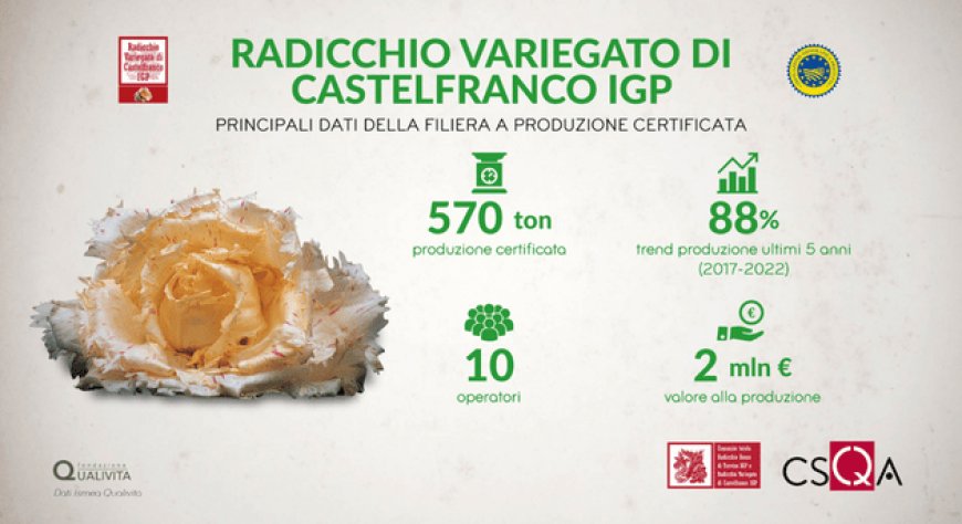 Radicchio Variegato di Castelfranco IGP, produzione +88% in 5 anni