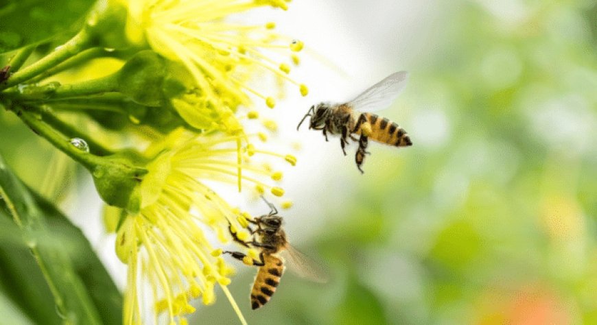 Giornata Mondiale delle api: Germinal Bio sostiene il progetto “Bee my Future” di LifeGate