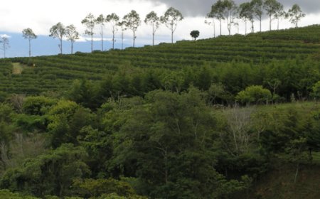 Sostenibilità: illycaffè ed Ethiopian Coffee and Tea Authority per potenziare la catena del valore del caffè etiope