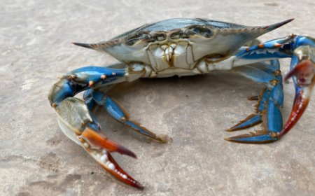 Sequestrati 900 kg di granchio blu con etichetta errata