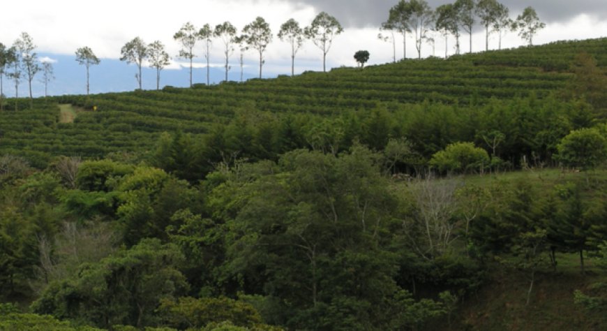 Sostenibilità: illycaffè ed Ethiopian Coffee and Tea Authority per potenziare la catena del valore del caffè etiope