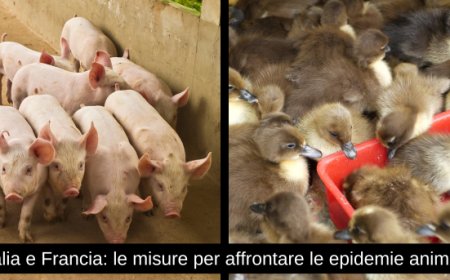Italia e Francia: le misure per affrontare le epidemie animali