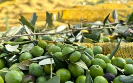 “La Raccolta delle Olive” alla Tenuta Cavalier Pepe, tra le prime 100 Eccellenze al mondo del World’ Best Vineyards