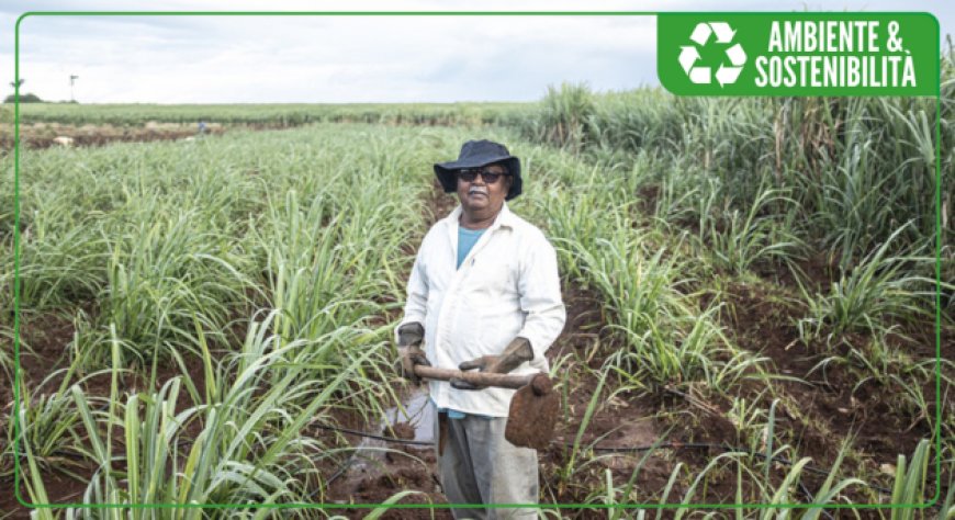Impatto positivo di Zucchero Fairtrade nelle organizzazioni agricole a Mauritius