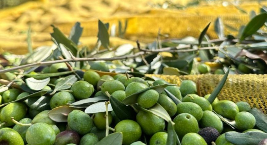“La Raccolta delle Olive” alla Tenuta Cavalier Pepe, tra le prime 100 Eccellenze al mondo del World’ Best Vineyards