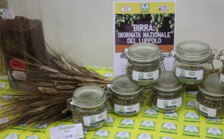 Crolla la produzione di luppolo, SOS Birra italiana